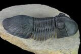 Bargain, Paralejurus Trilobite - Morocco #171490-3